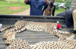 Darted & sedated, hydrated with drips: 12 South African Cheetahs flown to India, Watch