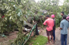 2 women die after tree falls on house in Chikkamagaluru