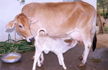 Cow should be declared National animal, punish those who harm it, says Allahabad HC