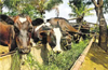 24-hour ambulance service for treatment of cows in UP from December