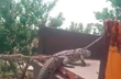 Karnataka farmers reach power station with crocodile to protest electricity crisis, Watch