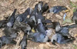 Over 150 crows found dead in Jammu region triggering bird flu scare