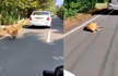 Kochi dog owner arrested for dragging pet dog for 500 mts behind car