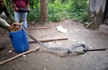 Giant king cobra rescued from toilet in Odisha