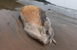 Rare whale found washed offshore in Honnavar