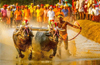 Bengaluru set to host maiden buffalo race ’Kambala’ on Nov 25, 26