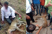 Karnataka man strangles leopard to death after animal attacks him and family