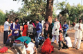 A mahuva-Magic tree in MP tiger reserve brings thousands of believers