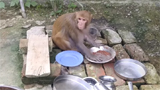 Stranded to stardom: Meet Rani, a monkey who masters household chores