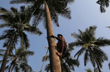 Mysuru: Man dies of heart attack sitting atop a 50-feet-high coconut tree