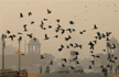 Air pollution in Delhi-NCR remains in severe-plus category; AQI in Hisar reaches 804