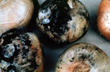 Did you know black moulds on onions can be toxic and casue allergic reactions?