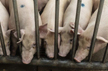 Disease that wiped out millions of pigs is creeping back in Asia