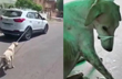 Rajasthan doctor chains dog to car, drags around city, Watch