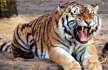 Tiger attacks and eats primary school teacher in Madhya Pradesh