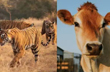 Tiger is Indias national animal: Centre on calls to recognise cow as national animal