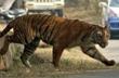 75-year-old man, his teenage grandson killed in tiger attacks in Kodagu