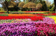 Srinagars Tulip Garden enters record books as Asias largest