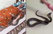 Kerala police try to reconstruct Uthras murder using cobra and dummy, Watch