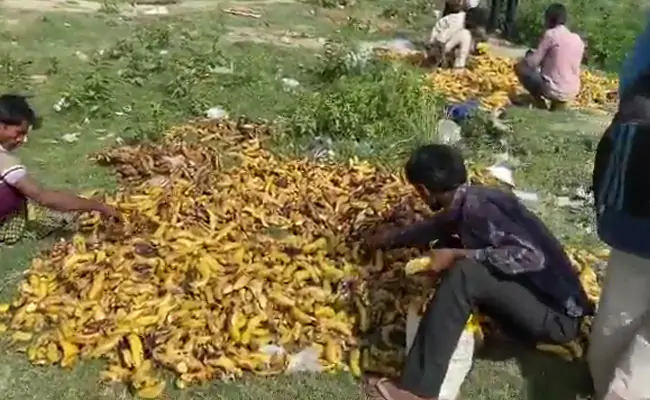 In lockdown desperation, migrants pick bananas trashed near Delhi cremation ground