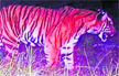 Bandipur killer tigress prowls again, kills newborn elephant calf