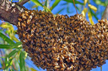 One dead, 14 hospitalised in Chamarajanagar after bee attack