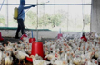 Bird flu outbreak in state-run poultry farm in Kerala, 1800 birds dead