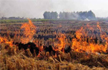 189 farmers penalised in Haryana for stubble burning