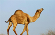 Australia: More than 10,000 camels to be shot because they drink too much water