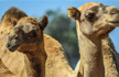 5,000 Camels shot dead in 5 days in drought-hit Australia amid wildfire