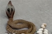 Cobra snake lays 14 eggs in middle of busy road in Maddur