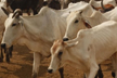 10 held in Karnataka’s Badami for cow slaughter