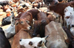 Eight officers suspended in UP after cows found dead at cattle shelters