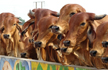 Officials to ensure shelter for stray cows: Yogi Adityanath