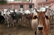 UP: Teachers and students school driven out of campus to shelter stray cows