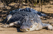 Teenager in Karnataka dragged into river by crocodile, search underway