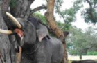 Howdah elephant in heat, a headache for handlers