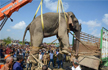 Captured Rogue Elephant ’Bin Laden’ dies in captivity in Assam