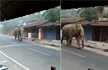 In Kerala, Elephant takes to streets to ’Inspect’ lockdown