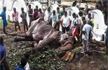 Starving Elephant Tikiiri collapses after Marching for Tourists in Sri Lankan Buddhist Festival