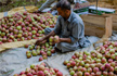 Kashmir: Angry farmers wont sell apples to NAFED, addled govt takes mandi keys