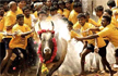 Jallikattu, Tamil Nadus bull-taming sport, begins in Madurai after authorities review arrange