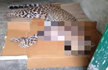 Man-eater leopard shot dead in Uttarakhand