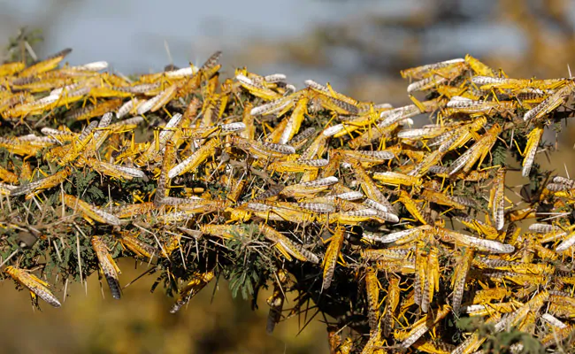 Indias locust nightmare spreads to Maharashtra, UP; high alert in Punjab