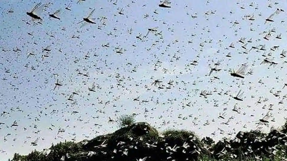 High alert from Delhi to Karnataka over probable locust attack