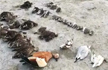 Thousands of birds found dead at Sambhar saltwater lake in Rajasthan