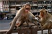 Monkey runs away with Covid-19 test samples after attacking lab worker in Meerut