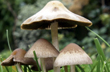 13 Die after consuming poisonous mushrooms in Assam