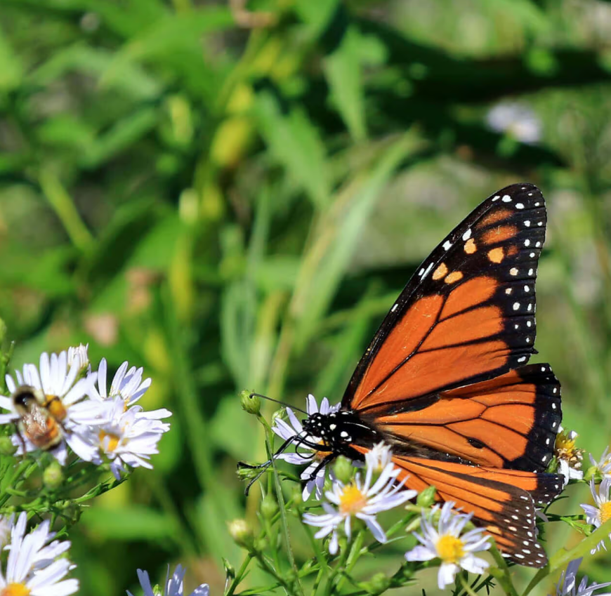 Best  Pollinators for Attracting Birds and Monarchs.