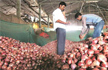 After record high of Rs 100 per kg, onion prices cool down across Maharashtra